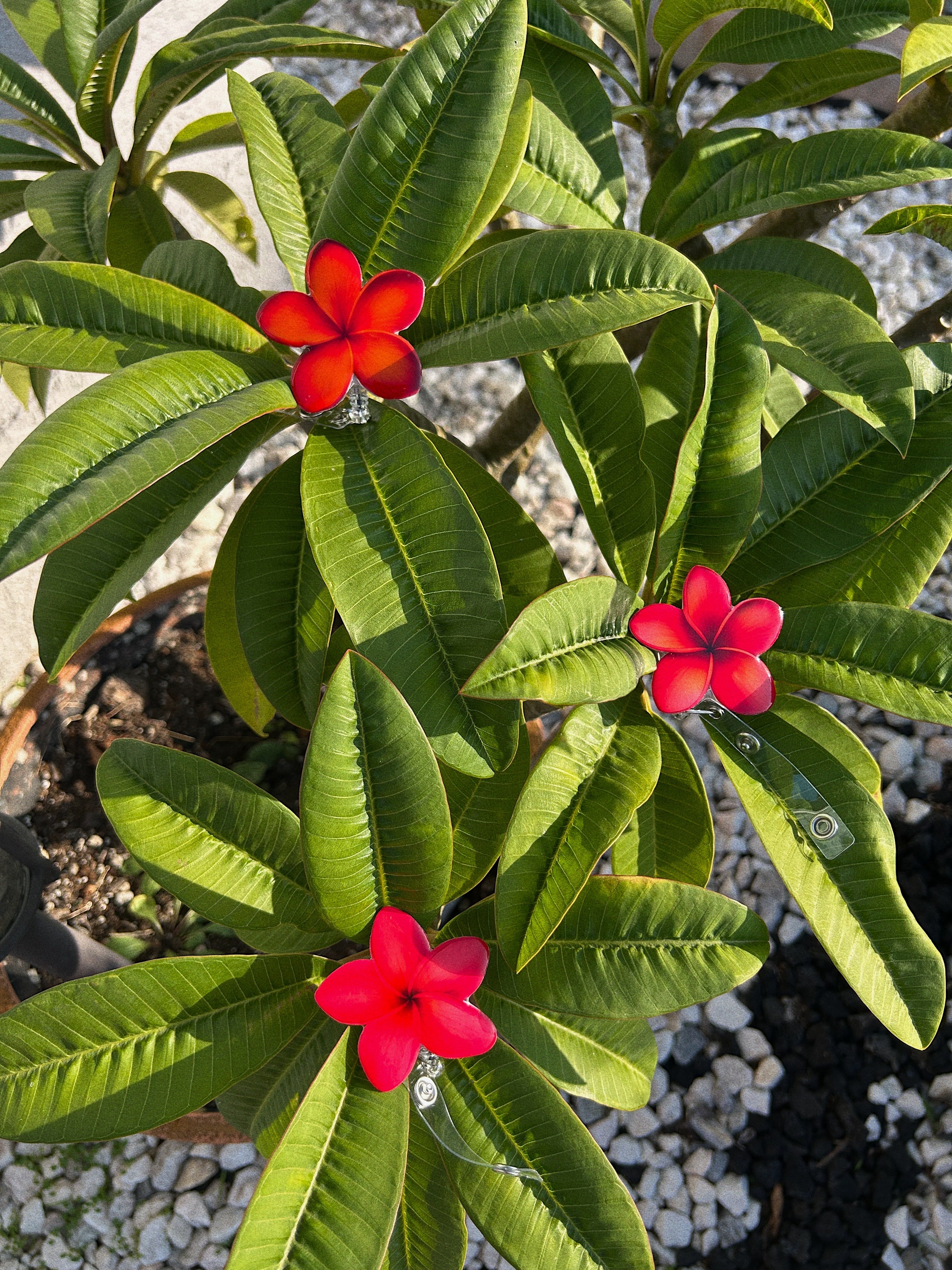 Mēkahi X IH Badge Reels