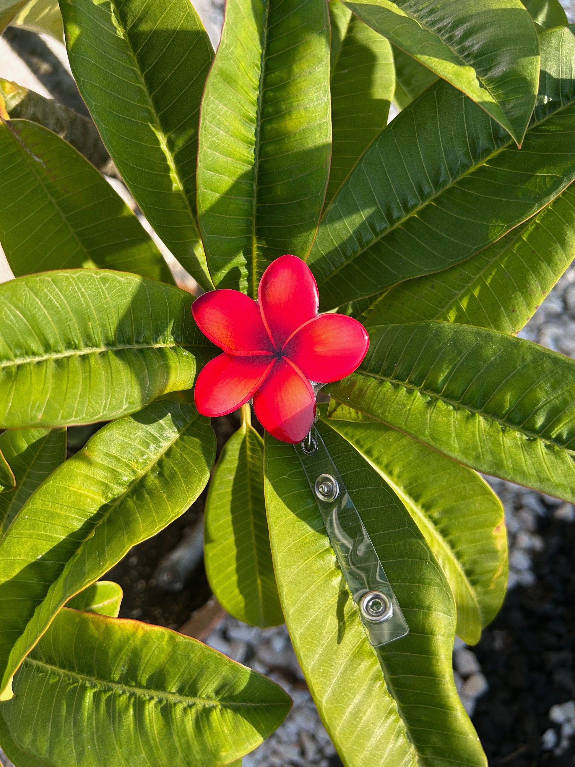 Pink and Orange Plumeria Badge Reel