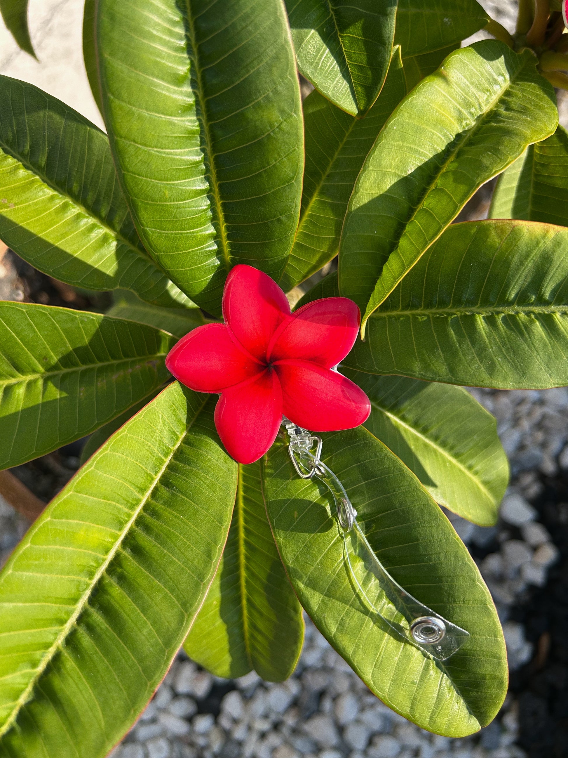 Pink Plumeria Badge Reel